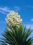 The Joshua Tree In Bloom, California, Usa by Lee Foster Limited Edition Print