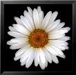 Shasta Daisy by Harold Feinstein Limited Edition Print