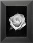 Rose I by Mark Baker Limited Edition Print