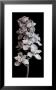Orchid by Angelos Zimaras Limited Edition Pricing Art Print