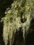 The Branch Of A Fir Tree Draped With Witchs Hair Lichens by Stephen Sharnoff Limited Edition Print