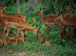 A Group Of Impala With Their Young by Beverly Joubert Limited Edition Print