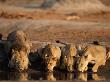 African Lions Satisfy Their Thirst At Water Hole On The Savanna by Beverly Joubert Limited Edition Print