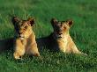 A Pair Of Female African Lions by Beverly Joubert Limited Edition Print