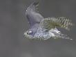 Goshawk, Adult In Flight, Scotland by Mark Hamblin Limited Edition Print