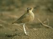 Cream-Coloured Courser, Yotvata, Israel by David M. Cottridge Limited Edition Print