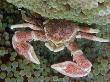 Porcelain Crab On Anemone, Malaysia by David B. Fleetham Limited Edition Print