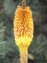 Kniphofia Uvaria Nobilis (Red Hot Poker) by Hemant Jariwala Limited Edition Pricing Art Print