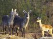 Waterbuck And Impala (Aepyceros Melampus Melampus), Northern Tuli Game Reserve, Botswana by Roger De La Harpe Limited Edition Print