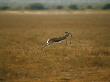 Springbok, Leaping, Namibia by Patricio Robles Gil Limited Edition Print