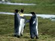 King Penguins, Standing, South Georgia Islands by Patricio Robles Gil Limited Edition Pricing Art Print