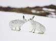 Mountain Hare, Two Adults Greeting Each Other, Scotland by Mark Hamblin Limited Edition Print