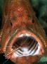 Cleaner Shrimp, With Coral Grouper, Malaysia by David B. Fleetham Limited Edition Print