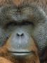 Orangutan, Pongo Pygmaeus, Endangered Species, Native Borneo & Sumatra by Brian Kenney Limited Edition Print