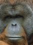 Orangutan, Pongo Pygmaeus, Endangered Species, Native Borneo & Sumatra by Brian Kenney Limited Edition Print