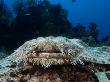 Tasselled Wobbegong, Indonesia by David B. Fleetham Limited Edition Print