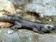 Black Iguana, Lying, Mexico by Patricio Robles Gil Limited Edition Print