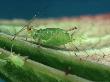 Rose Aphid, Uk by Oxford Scientific Limited Edition Print