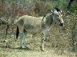 Zonkey, Equus Species Sterile Zebra - Donkey Hybrid by Derek Bromhall Limited Edition Pricing Art Print