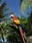 Scarlet Macaw On Branch by Andy Rouse Limited Edition Print