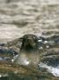 Guadalupe Fur Seals, Guadalupe Island, Mexico by David B. Fleetham Limited Edition Print