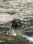 Guadalupe Fur Seals, Guadalupe Island, Mexico by David B. Fleetham Limited Edition Pricing Art Print