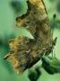 Comma Butterfly, Oxon, Uk by Oxford Scientific Limited Edition Print