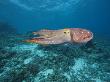 Common Cuttlefish, Palau, Micronesia by David B. Fleetham Limited Edition Pricing Art Print