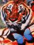 Tiger And Butterfly by Scott Berner Limited Edition Pricing Art Print