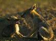 Black-Backed Jackal, Pups Playing At Den, Mashatu Game Reserve, Botswana by Roger De La Harpe Limited Edition Print