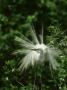 Great Egret, Displaying To Attract Mate, Usa by Brian Kenney Limited Edition Print