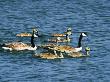 Canada Geese, Family On Water, Usa by David Boag Limited Edition Pricing Art Print