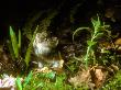 Bank Vole, Drinking Raindrops by David Boag Limited Edition Print