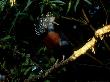Victoria Crowned Pigeons On Branch, Papua New Guinea by Patricio Robles Gil Limited Edition Print