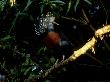 Victoria Crowned Pigeons On Branch, Papua New Guinea by Patricio Robles Gil Limited Edition Pricing Art Print