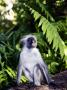 Kirks Red Colobus Monkey, Sitting, Zanzibar by Ariadne Van Zandbergen Limited Edition Print