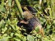 Golden Monkey, Sitting In Foliage, Volcanoes National Park, Rwanda by Ariadne Van Zandbergen Limited Edition Print