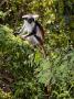 Kirks Red Colobus Monkey On Branch In Tree, Zanzibar by Ariadne Van Zandbergen Limited Edition Pricing Art Print