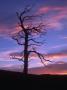Silhouette Of Tree At Sunrise by Bonnie Lange Limited Edition Print