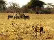 Lion, Stalking Zebra, Tanzania by Ariadne Van Zandbergen Limited Edition Print