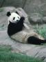 Giant Panda Bear Eating, Metro Toronto Zoo, Canada by Ralph Reinhold Limited Edition Print