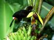 Chestnut-Madibled Toucan, Osa Peninsula, Costa Rica by Gustav Verderber Limited Edition Print