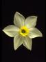 Perfect Daffodil by Fogstock Llc Limited Edition Print