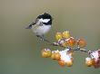 Coal Tit, Perched On Crab Apples In Winter, Scotland by Mark Hamblin Limited Edition Print