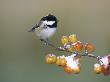 Coal Tit, Perched On Crab Apples In Winter, Scotland by Mark Hamblin Limited Edition Pricing Art Print