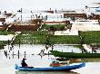 Seaweed Farmers Tending Their Farms On The Sea by Andrew Brownbill Limited Edition Print