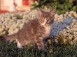 Eight-Week-Old Kitten Near Flower Garden by Frank Siteman Limited Edition Print