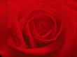 Red Rose, Close-Up by Masa Kono Limited Edition Print