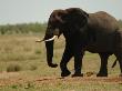 African Elephant, Kruger National Park by Keith Levit Limited Edition Print