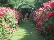 Statue Of Woman, Path Lined With Rosa, Kiftsgate by Clive Boursnell Limited Edition Print